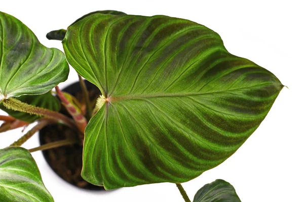 Mooi Blad Van Tropische Philodendron Verrucosum Kamerplant Met Fluweelachtige Textuur — Stockfoto