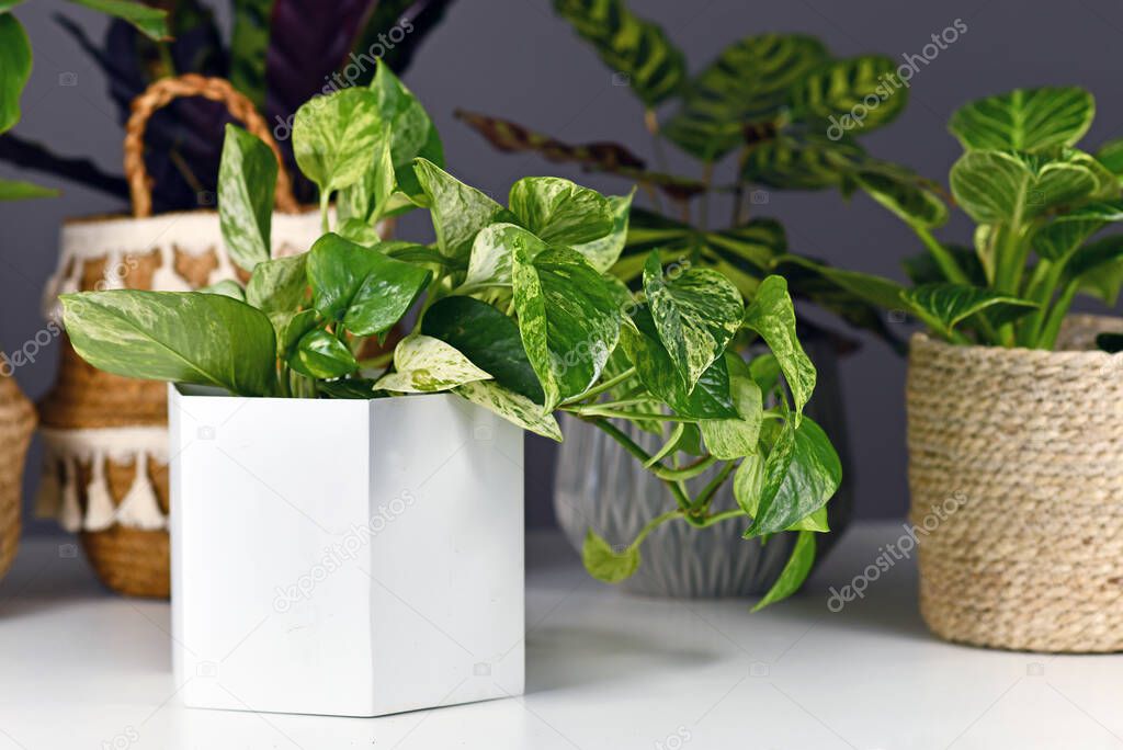 Tropical 'Epipremnum Aureum Marble Queen' pothos houseplant with white variegation in flower pot in front of other plants