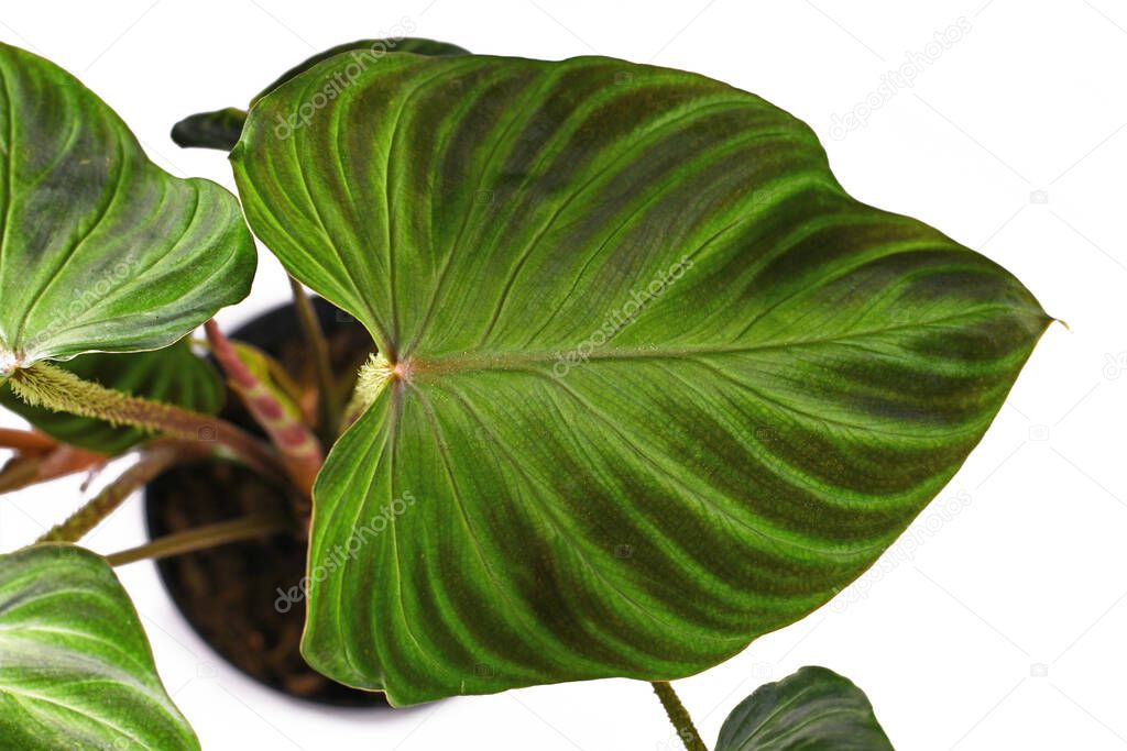 Beautiful leaf of tropical 'Philodendron Verrucosum' houseplant with velvety texture isolated on white background