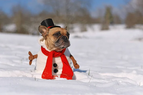 Funny French Bulldog dog dressed up as snowman with full body suit costume with red scarf, fake stick arms and top hat in winter snow landscape