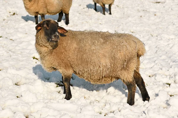 Овцы Немецкой Породы Названием Deutsches Schwarzkpfiges Fleischschaf Белым Мехом Черной — стоковое фото