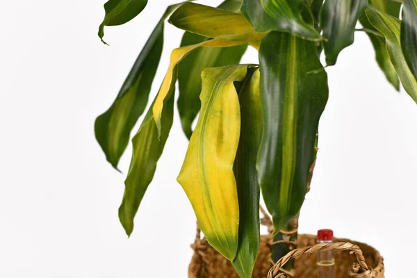 熱帯の黄色の葉 Dracaena Massangeana 住宅植物 — ストック写真