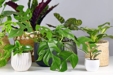 Rhaphidophora, Ficus ya da Philodendron gibi farklı bitkiler gri duvarın önündeki beyaz masadaki güzel saksılarda.