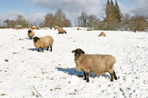 Troupeau Moutons Race Allemande Appelé Deutsches Schwarzkpfiges Fleischschaf Avec Fourrure — Photo