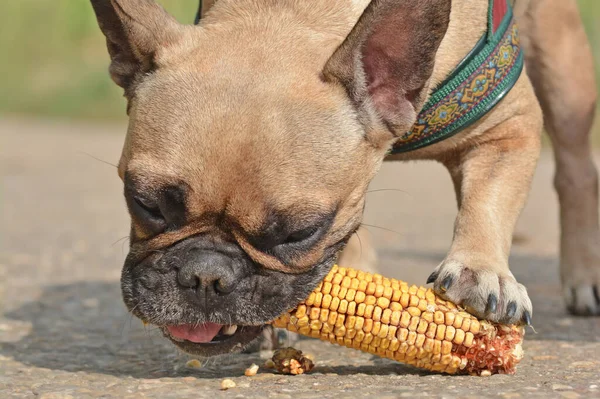 French Bulldog dog eating corn