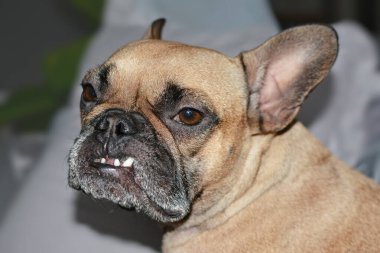 Diş sağlığı yerinde olmayan, dişleri dökülmüş Fransız Bulldog köpeği. 