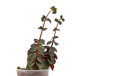 Peperomia bitkisi, beyaz arka planda yeterli ışık olmadığından, uzun gövdeli, küçük yapraklı etiolasyon belirtileri gösteriyor.