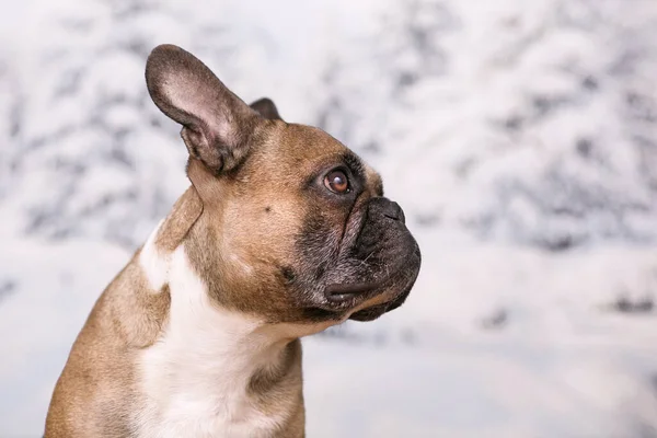 Retrato Bulldog Francés Frente Fondo Borroso Nieve Invierno —  Fotos de Stock