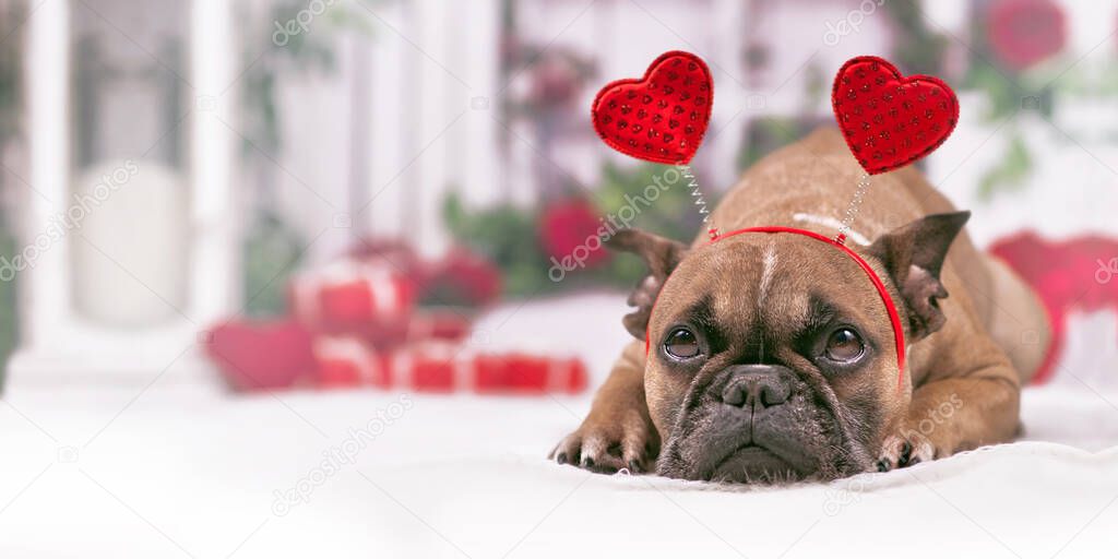 Banner with French Bulldog dog with Valentine's day headband with hearts lying in front of seasonal decoration with garlands and gift boxes