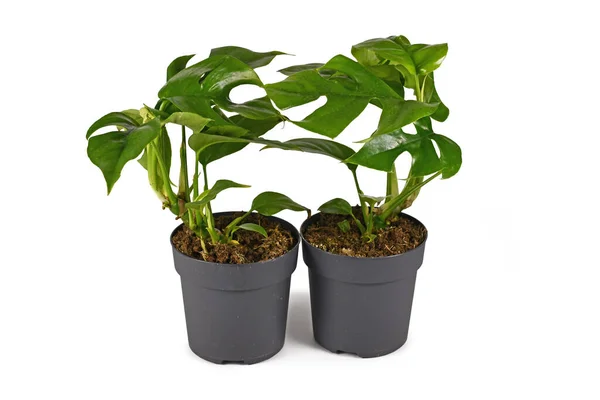 Zwei Kleine Tropische Rhaphidophora Tetrasperma Zimmerpflanzen Mit Löchrigen Blättern Auch — Stockfoto