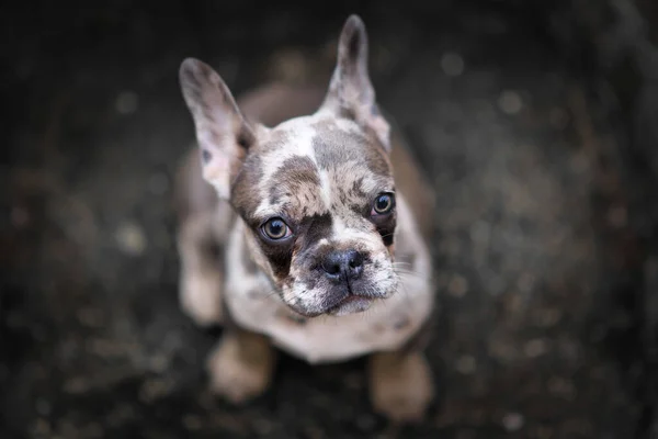 Cute  merle colored French Bulldog dog puppy with mottled patches looking up from dark ground
