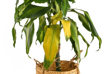 Beyaz arka planda sararmış yaprakları olan tropik Dracaena Massangeana bitkisi.