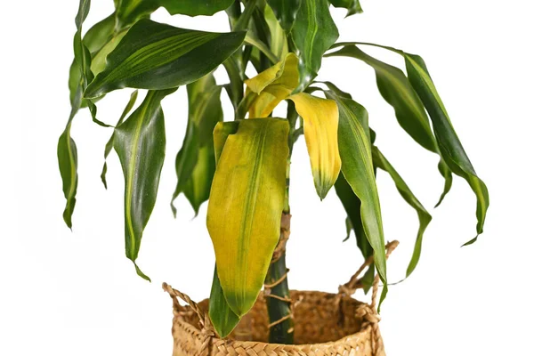 白い背景に黄色の葉を持つ熱帯の ドラカエナ マサンゲアナ の植物 — ストック写真