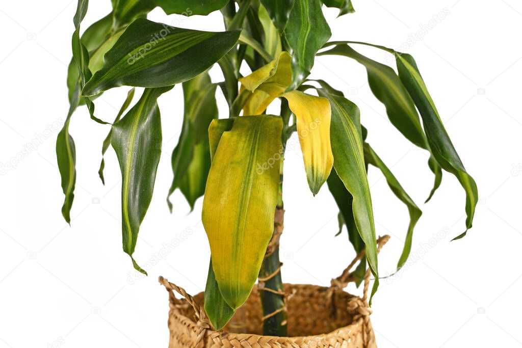 Tropical 'Dracaena Massangeana' houseplant with yellowing leaves on white background