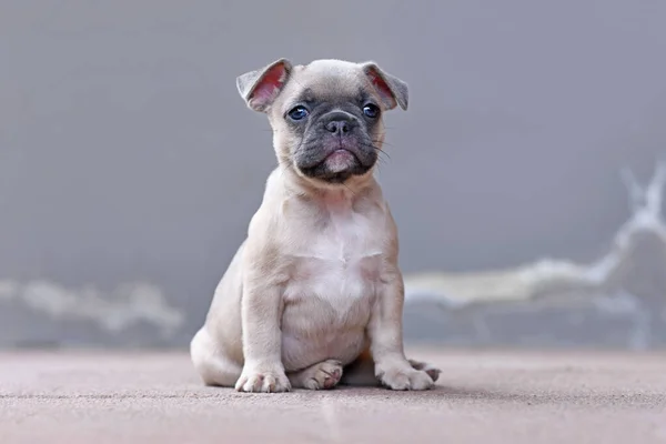 Lilac Fawn Gekleurde Franse Bulldog Puppy Met Floppy Oren Opknoping — Stockfoto