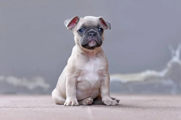 Orgona Ősz Színű Francia Bulldog Kiskutya Floppy Fülek Lóg Előtt — Stock Fotó