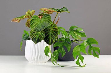 Tropik 'Philodendron Verrucosum' ve 'Rhaphidophora Tetrasperma' çiçekleri beyaz masadaki güzel saksılarda