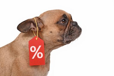 Beyaz arka planda yüzde yüz indirimli etiketli Fransız Bulldog 'u