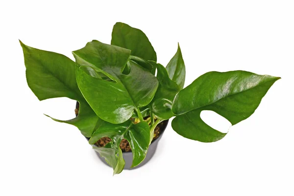 Bovenaanzicht Van Kleine Tropische Rhaphidophora Tetrasperma Kamerplant Met Bladeren Met — Stockfoto