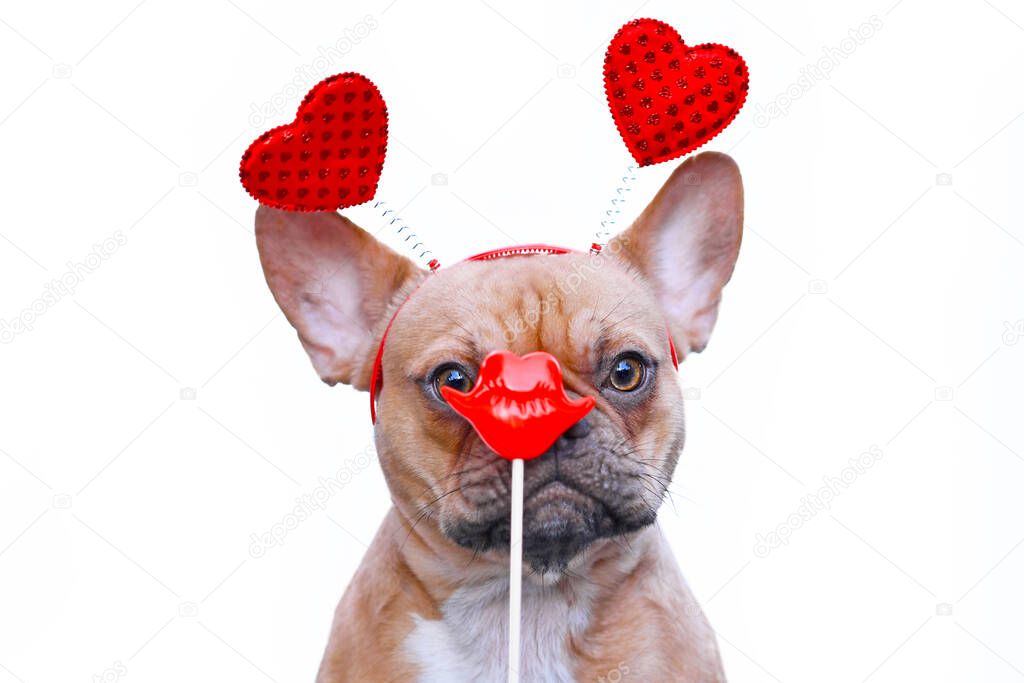 French Bulldog dog wearing Valentine headband with hearts looking at red kiss lips photo prop in front of face isolated on white background
