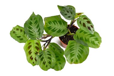 Maranta Leuconeura Kerchoveana 'nın çiçek saksısındaki ev bitkisinin beyaz arka planda izole edilmiş üst görüntüsü