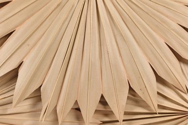 Kurumuş yelpaze şeklindeki tropik palmiye yapraklarını kapat