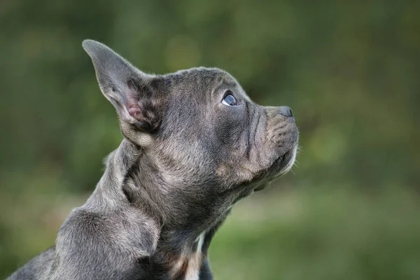 Good example of healthy brachycephalic French Bulldog dog with long nose in side profile view