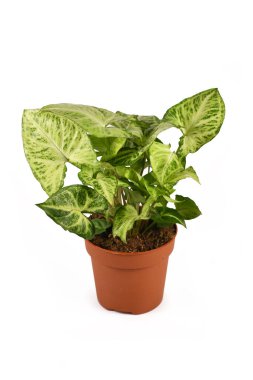 Çiçek saksısında bulunan tropik 'Sengonyum Podophyllum Arrow' bitkisi beyaz arkaplanda izole edilmiş.