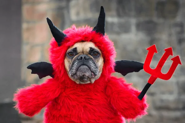 Милый Французский Бульдог Красным Костюмом Дьявола Хэллоуина Фальшивыми Руками Держащими — стоковое фото