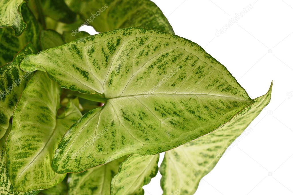 Close up of leaf of 'Syngonium Podophyllum Arrow' houseplant isolated on white background