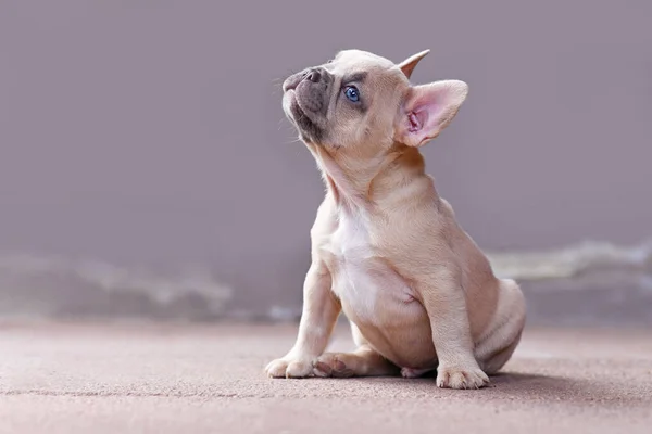 Superbe Chiot Français Bulldog Lilas Fauve Aux Yeux Bleus Levant — Photo