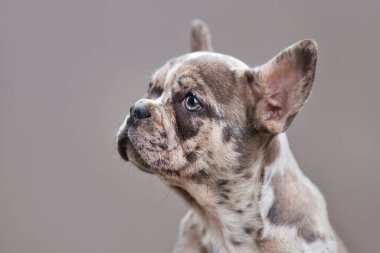 Merle renkli Fransız Bulldog köpeği. Gri arka planda benekli yamaları var. 