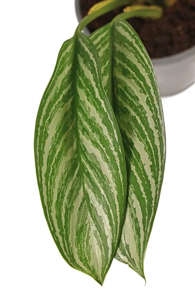 Blad Van Tropische Aglaonema Stripes Kamerplant Met Lange Bladeren Met — Stockfoto