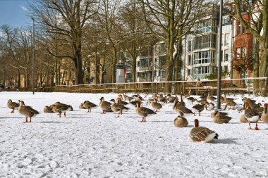 Heidelberg, Almanya - Şubat 2021: Düşük Neckar nehri kıyısında karla kaplı 'Neckarwiese' adlı bir kuğu sürüsü