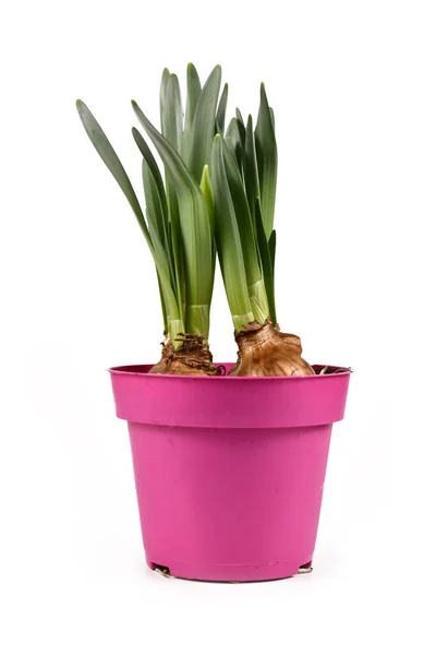 Zwiebelfrühlingspflanze Narcissus Westward Blüht Noch Nicht Rosa Topf Isoliert Auf — Stockfoto