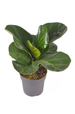 Small tropical fiddle leaf fig 'Ficus Lyrata' houseplant with in flower pot isolated on white background clipart