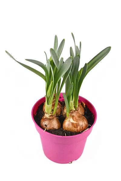 Frühlingsblumenpflanze Narcissus Westward Noch Nicht Voller Blüte Mit Zwiebeln Rosa — Stockfoto