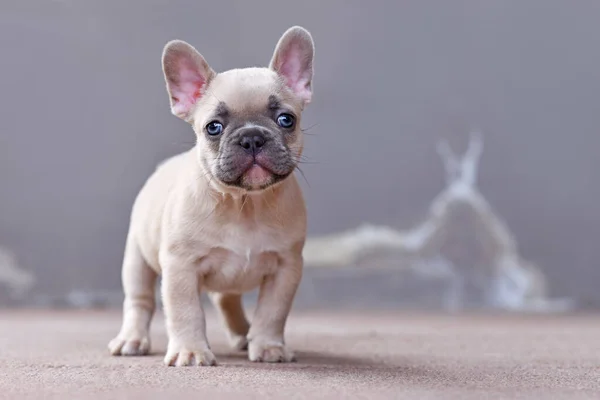 Lilac Fown Colorフランスのブルドッグ子犬ともに大面白いないまっすぐ青い目で前に灰色の背景 — ストック写真