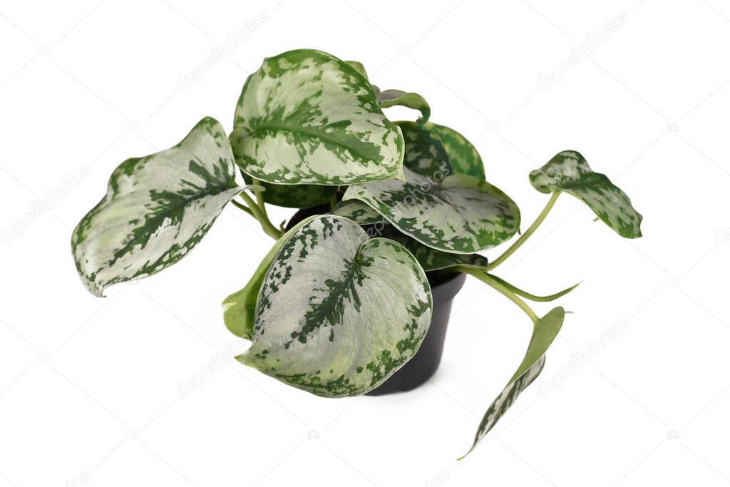 Tropical 'Scindapsus Pictus Exotica' or 'Satin Pothos' houseplant with large silver leaves with velvet texture and spot pattern isolated on white background