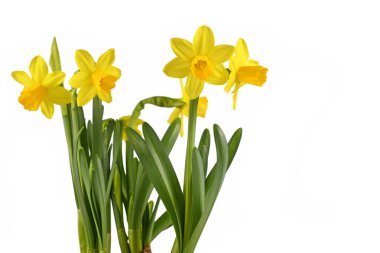 Çiçek açan sarı nergis çiçeği beyaz arka planda izole edilmiş. 