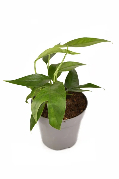 Tropical Epipremnum Pinnatum Houseplant Narrow Leaves Fenesration Flower Pot Isolated — Stock Photo, Image