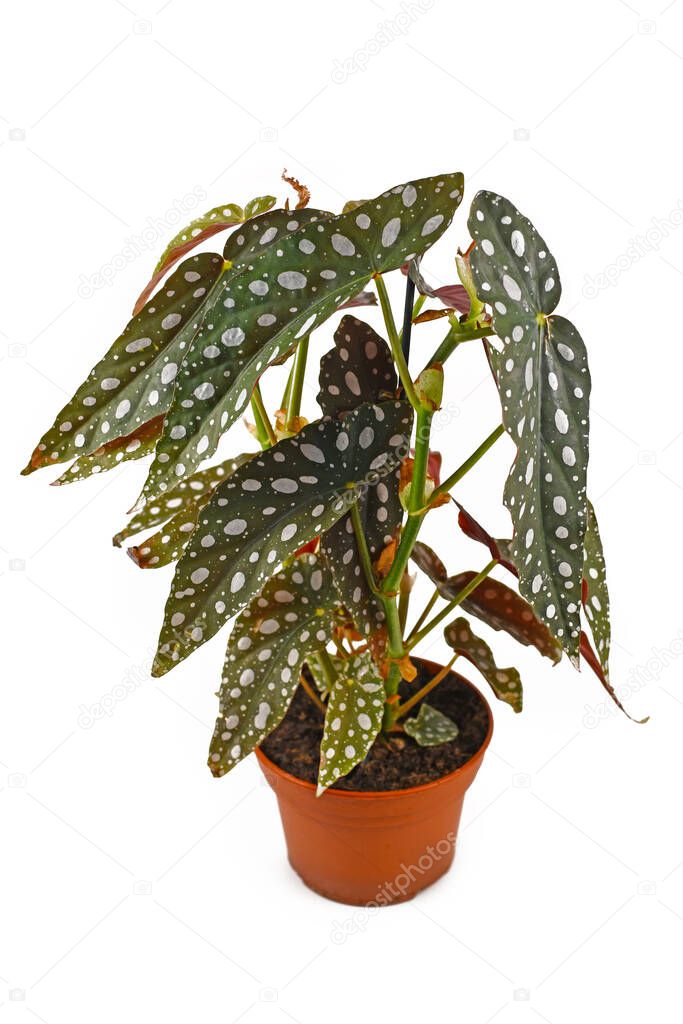 Tall tropical 'Begonia Maculata' houseplant with white dots in flower pot isolated on white background