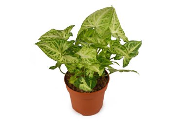 Çiçek saksısında bulunan tropik 'Sengonyum Podophyllum Arrow' bitkisi beyaz arkaplanda izole edilmiş.