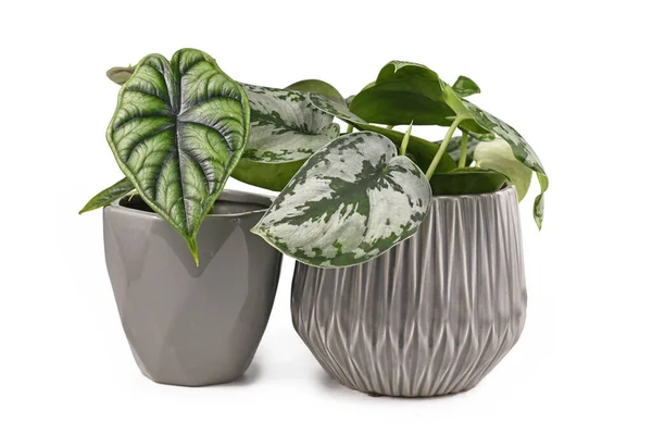 Alocasia Baginda Dragon Scale Scindapsus Pictus Exotica Houseplants Gray Flower — 스톡 사진