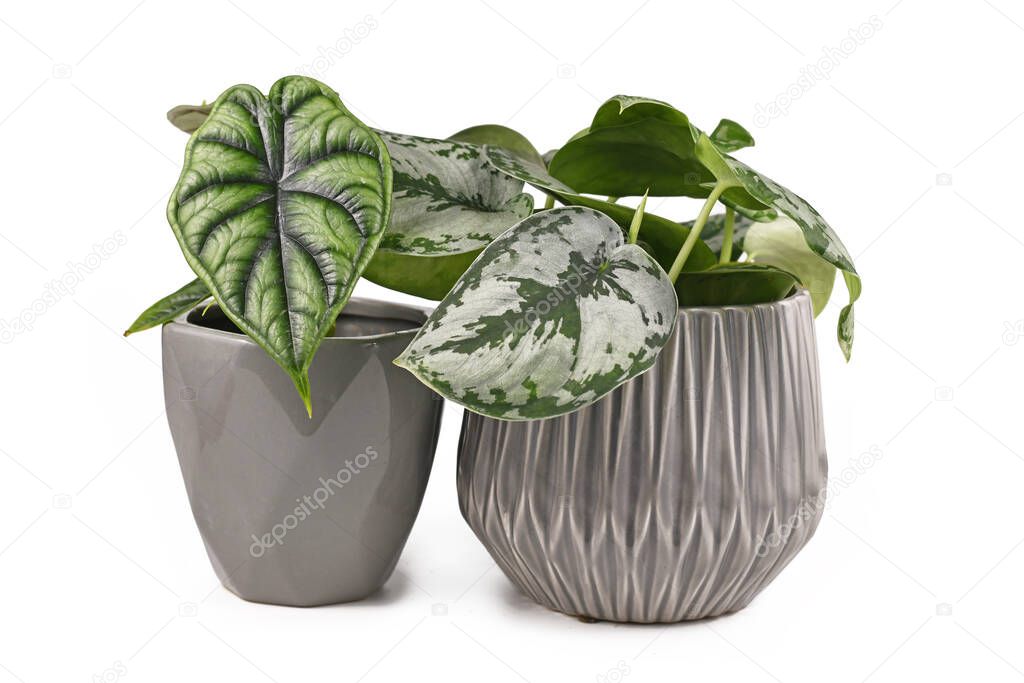Topical 'Alocasia Baginda Dragon Scale' and 'Scindapsus Pictus Exotica' houseplants in gray flower pots isolated on white background