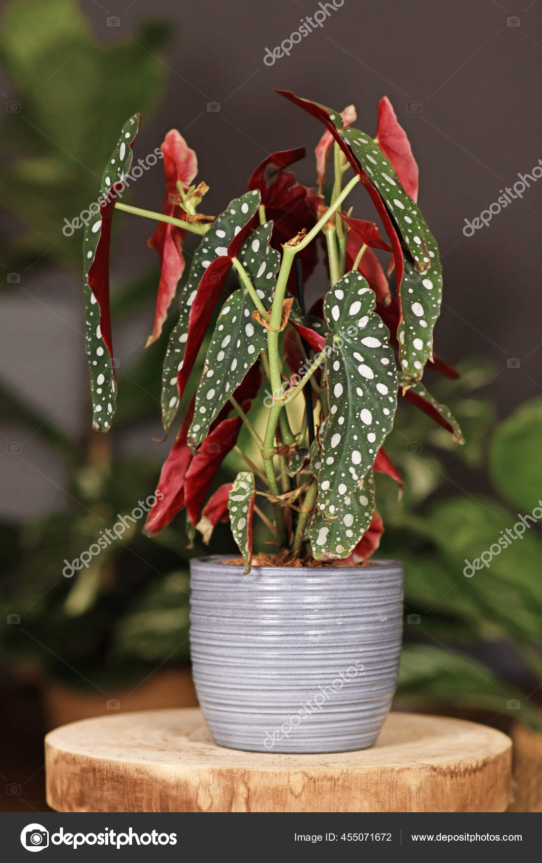Begonia maculata Stock Photos, Royalty Free Begonia maculata Images |  Depositphotos