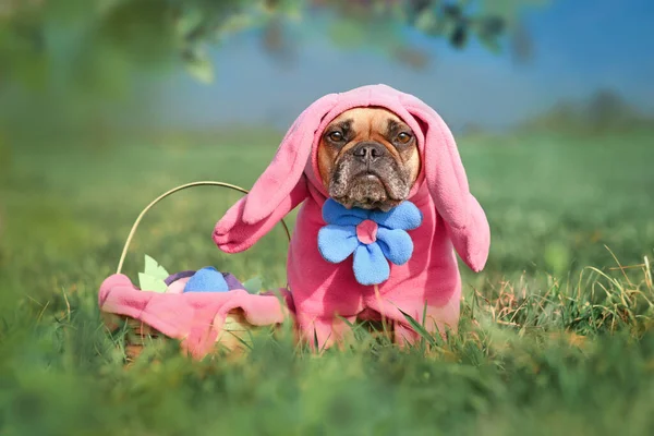 Funny French Bulldog Dog Wearing Pink Easter Bunny Costumes Arms — Stock Photo, Image