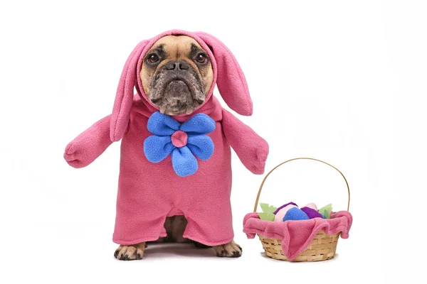 Забавный Французский Бульдог Одетый Костюмы Пасхального Кролика Розовым Костюмом Полного — стоковое фото