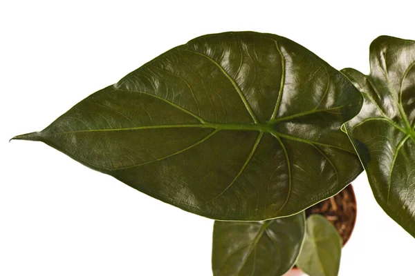 Primer Plano Hoja Exótica Alocasia Wentii Planta Interior Aislada Sobre — Foto de Stock