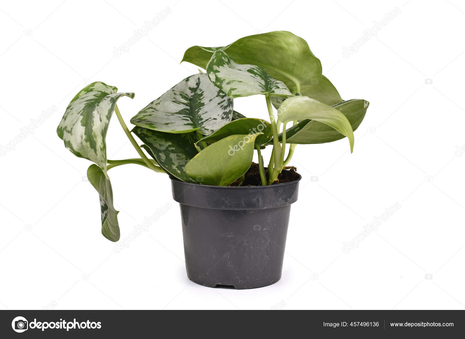Tropical Scindapsus Pictus Exotica Satin Pothos Houseplant Large Silver Leaves Stock Photo Image By C Firn 457496136